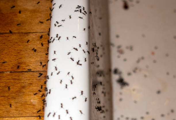 Best Pest Prevention Services  in Whitehorn Cove, OK